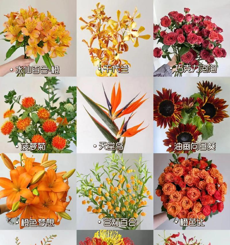橘色系的花语是什么？如何表达爱情和喜悦？