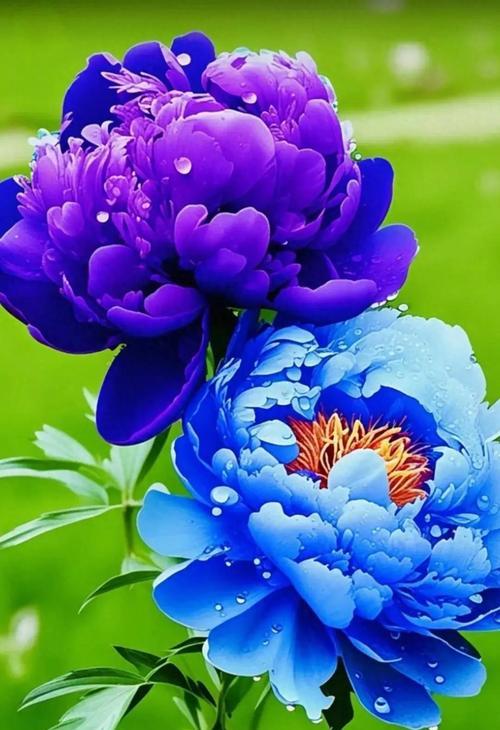富贵花的花语是什么？富贵花的寓意有哪些？