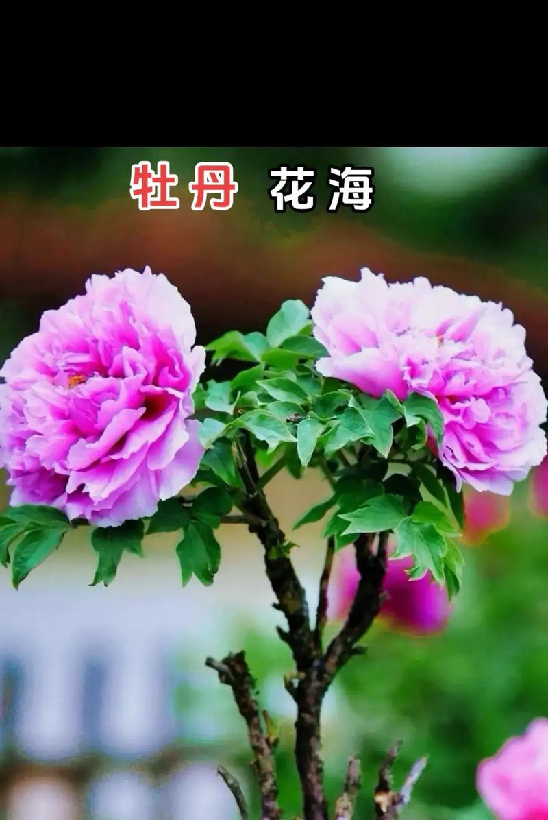 富贵花的花语是什么？富贵花的寓意有哪些？