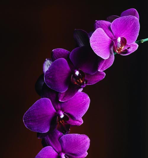 紫色百可花的花语是什么？它象征着什么？