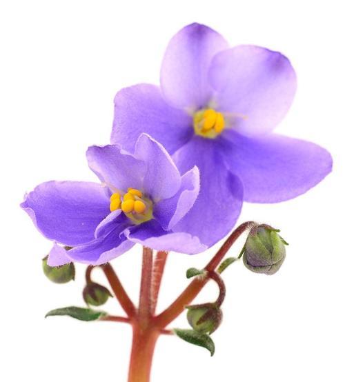 紫色百可花的花语是什么？它象征着什么？