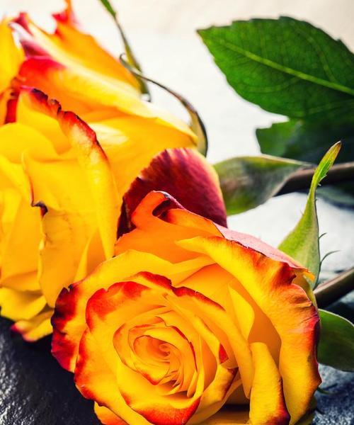 红橙色玫瑰花代表什么？红橙色玫瑰花的含义是什么？