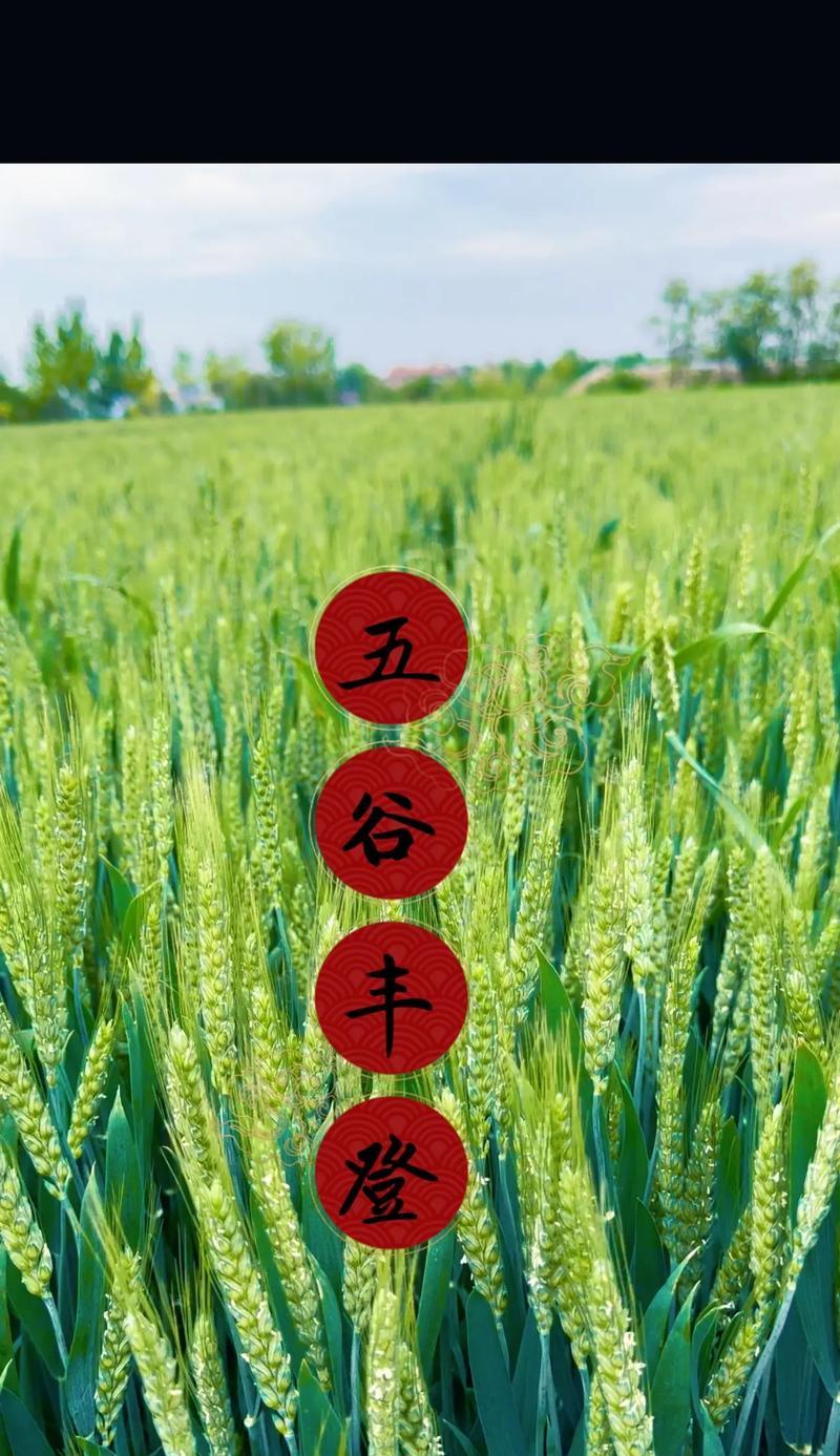 金色麦穗花有什么寓意？麦穗花象征着什么？