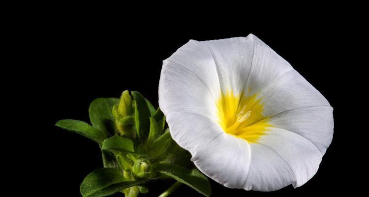 白色牵牛花代表什么？白色牵牛花的象征意义是什么？