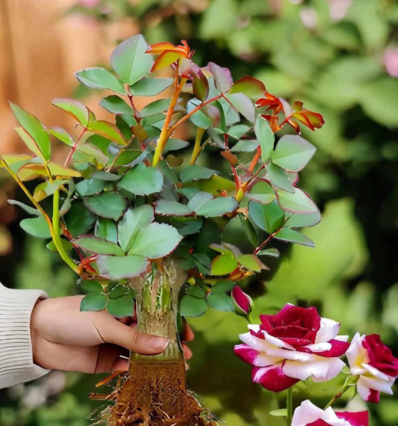 黄色双生花代表什么？双生花的花语有哪些？