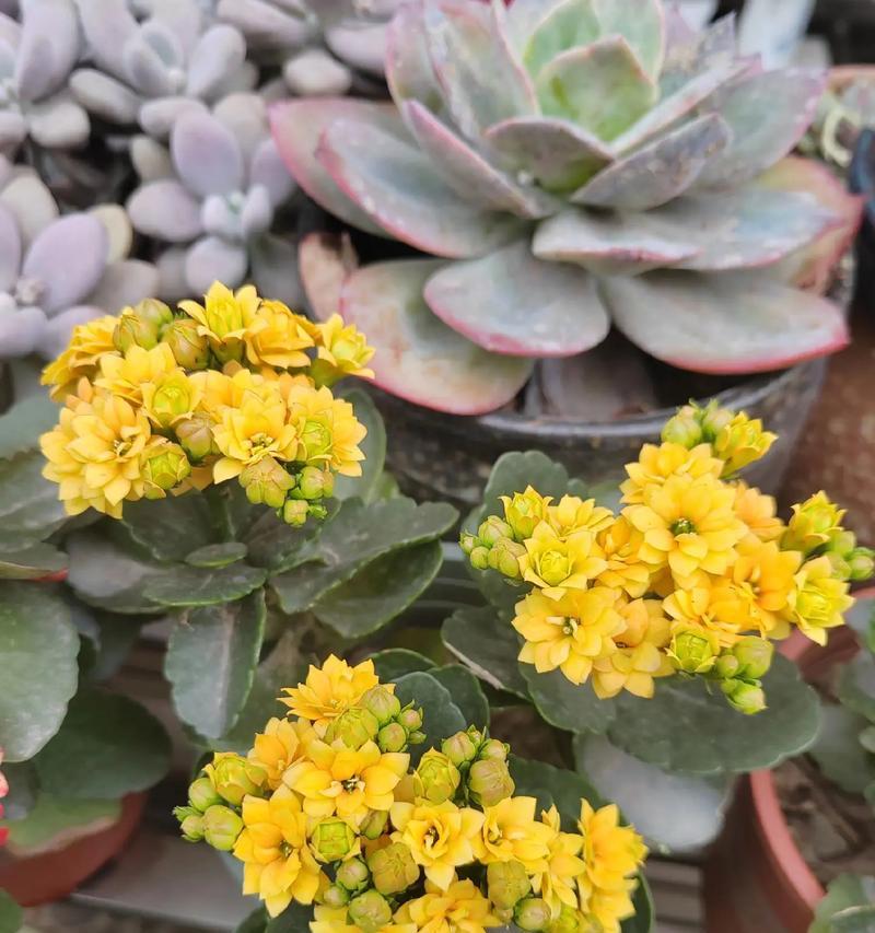 哪些花寓意平安吉祥？它们的花语是什么？