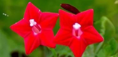 哪些花寓意平安吉祥？它们的花语是什么？