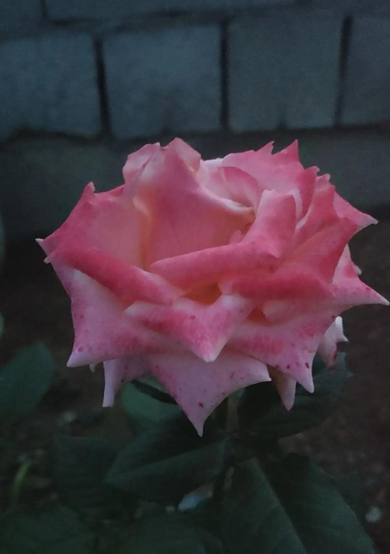 渐变玫瑰花代表什么？渐变颜色玫瑰的寓意是什么？