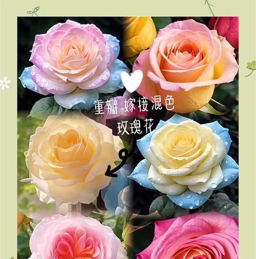 异色花的花语和寓意是什么？异色花代表什么含义？