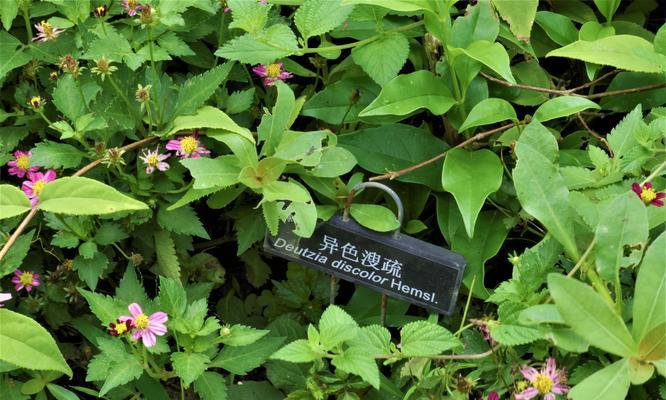 异色花的花语和寓意是什么？异色花代表什么含义？