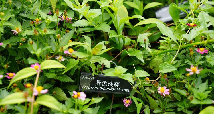 异色花的花语和寓意是什么？异色花代表什么含义？