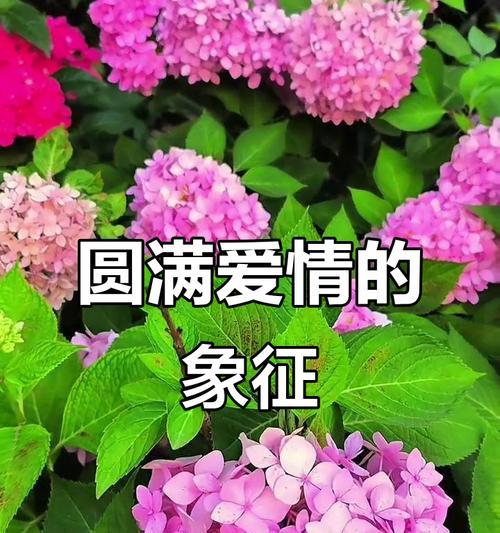 哪种花象征爱情的对白？