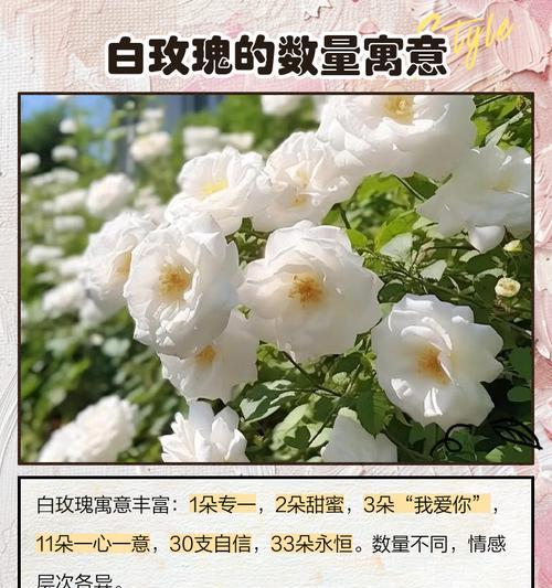 哪种花象征爱情的对白？