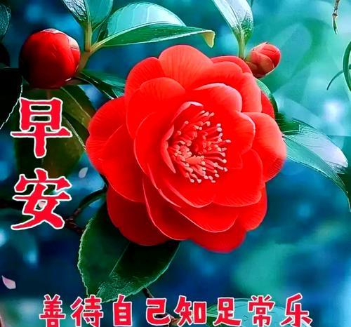 宁静祝福花语是什么？如何用花语表达祝福？