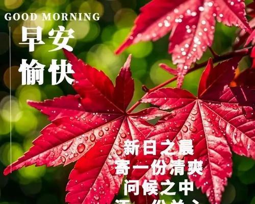 宁静祝福花语是什么？如何用花语表达祝福？