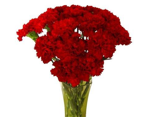 红色马鞭花的花语是什么？