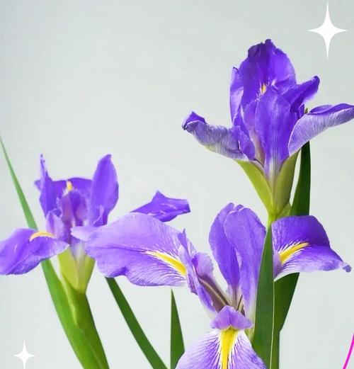 紫色星星花的寓意是什么？它象征着什么？