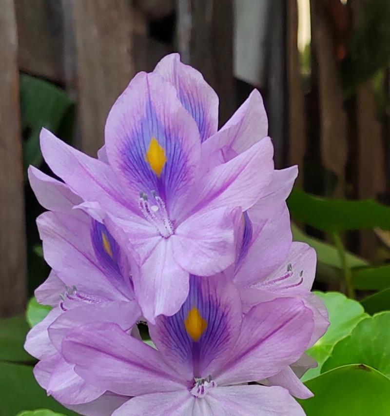 春天紫色花卉通常寓意什么？