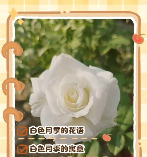 暖色调花朵的花语是什么？如何用暖色花表达情感？