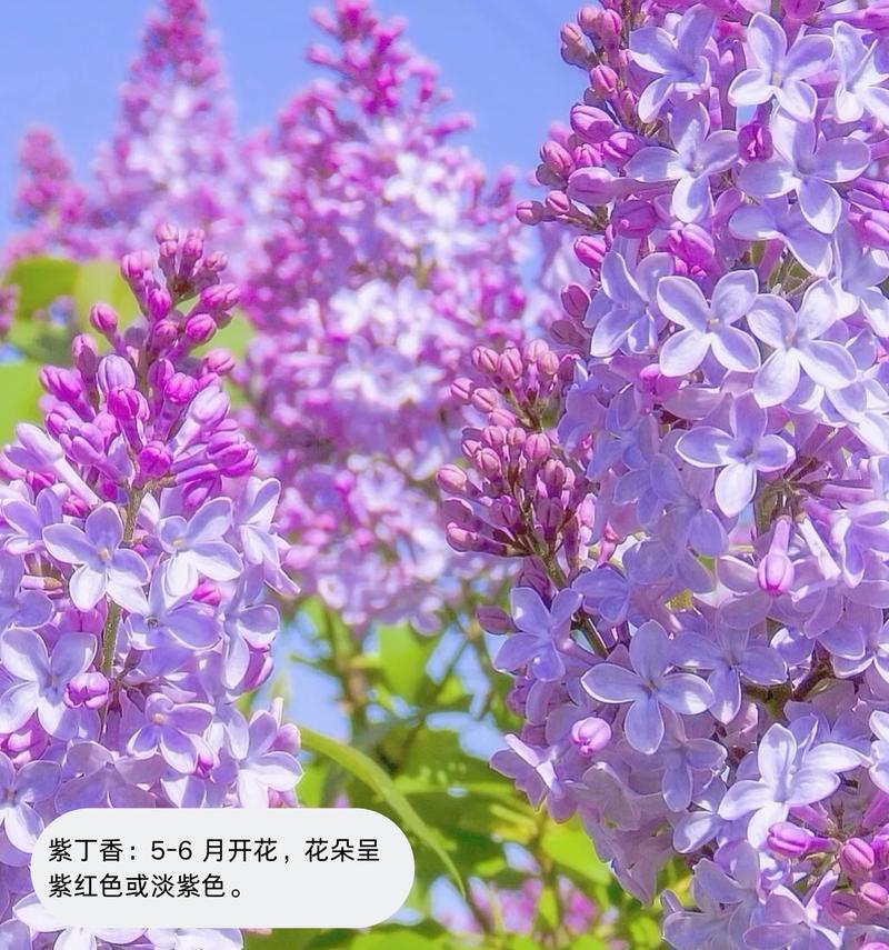 深紫色的花有哪些好的寓意？它们象征着什么？