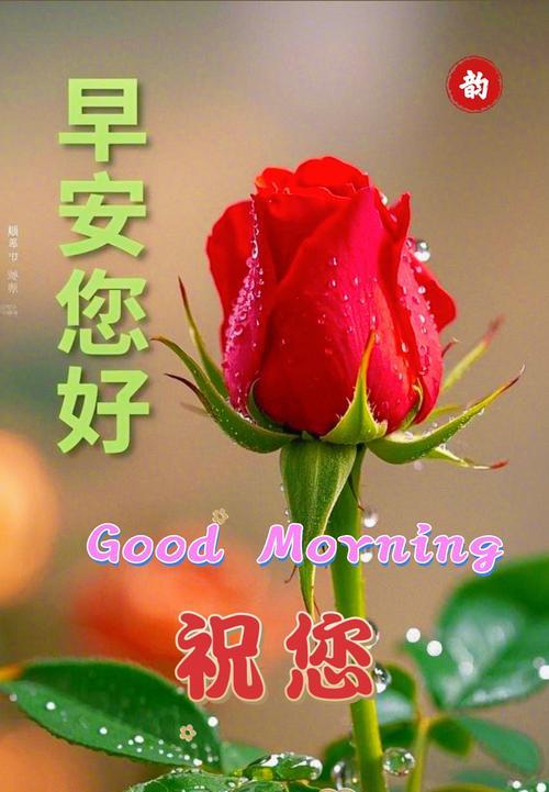 爱情花通常象征着什么？它们的寓意是什么？