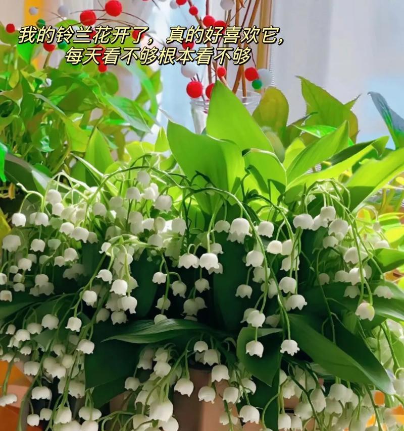 铃兰假花在手捧时有何特殊含义？
