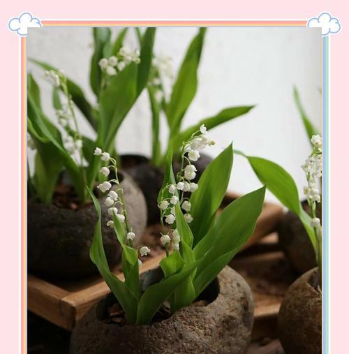 铃兰假花在手捧时有何特殊含义？