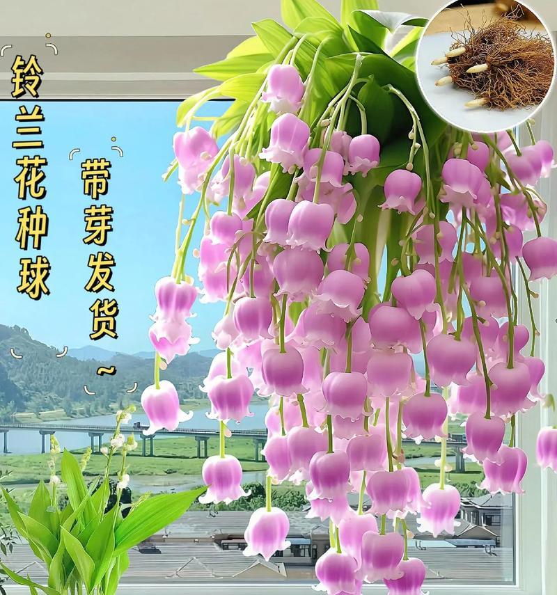 哪种花象征着幸福美满的生活？