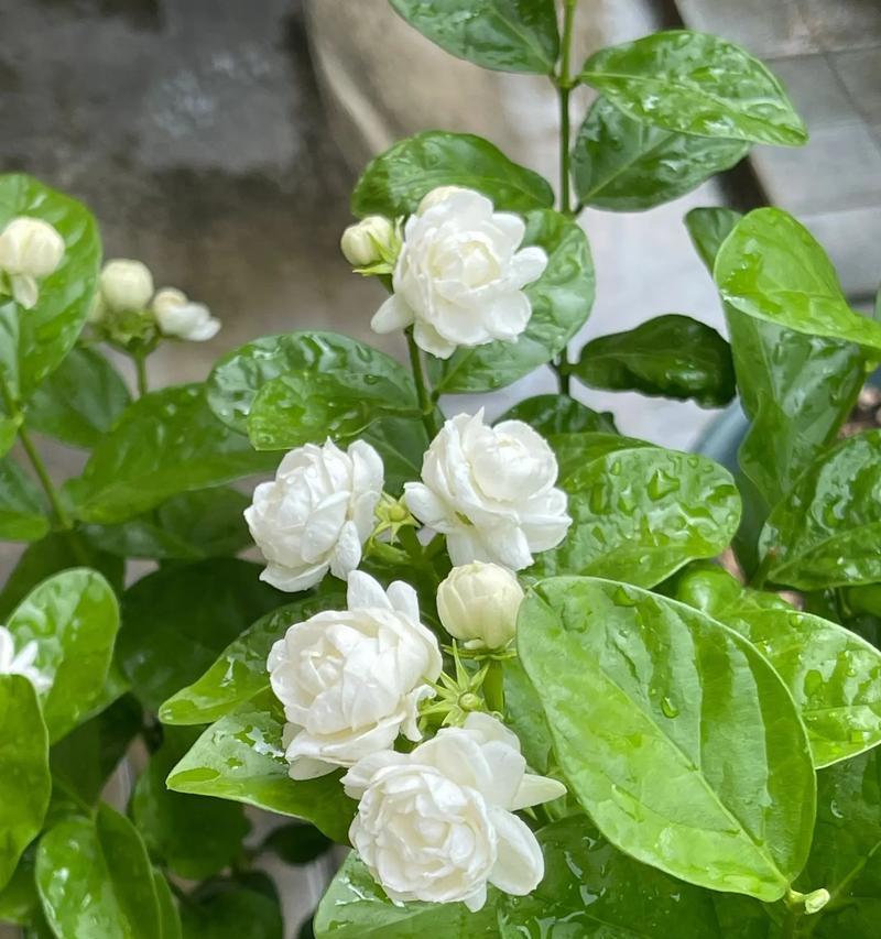 哪种花象征着幸福美满的生活？