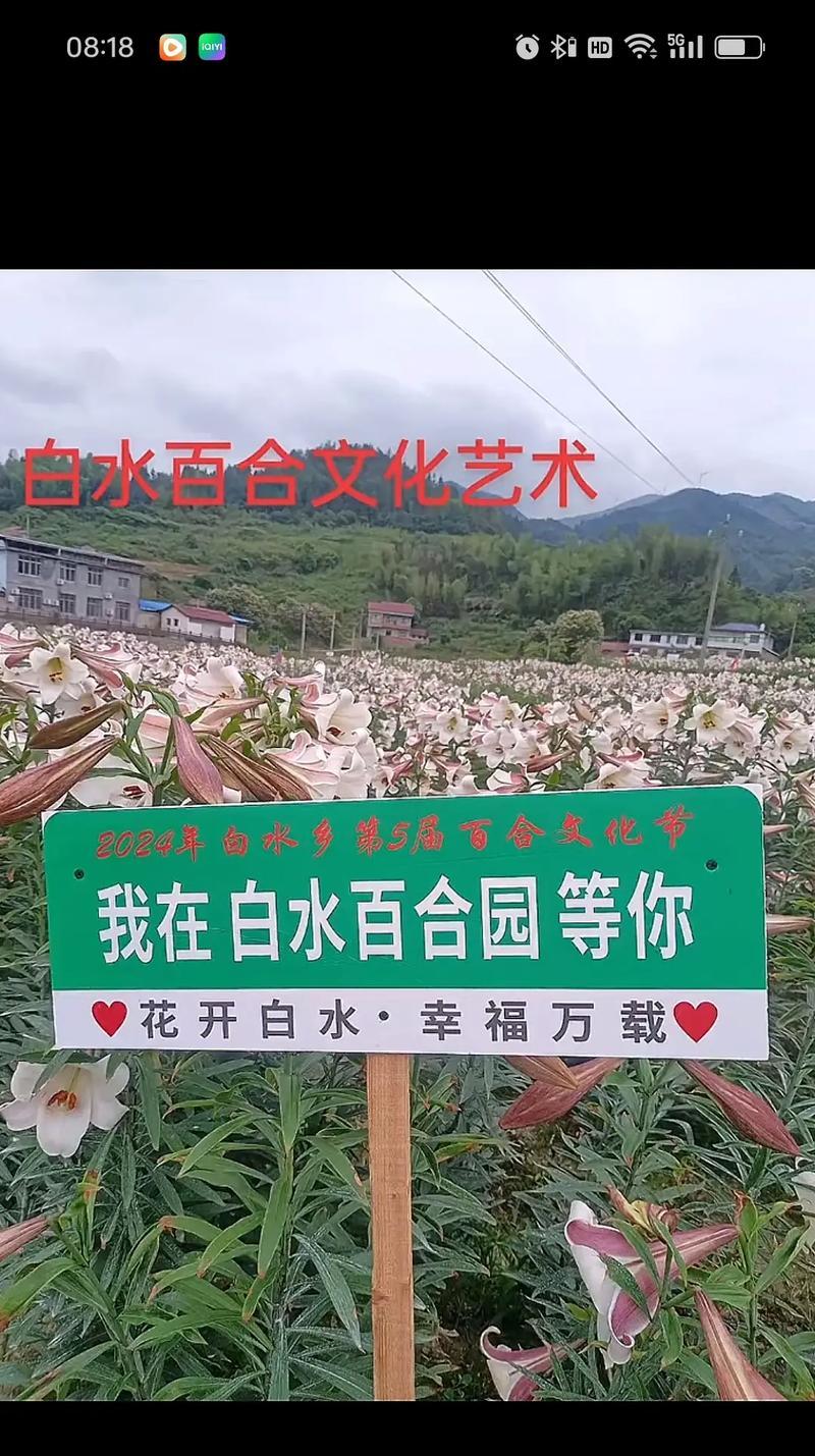 七种颜色的花各自有什么寓意？