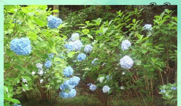 紫阳花在爱情中代表什么？
