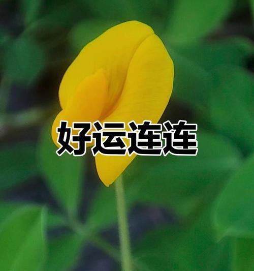 哪种花的花语是好运降临？好运花的含义是什么？