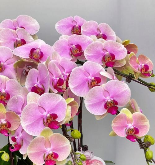 花的寓意中哪些是浪漫的？浪漫花的象征意义是什么？