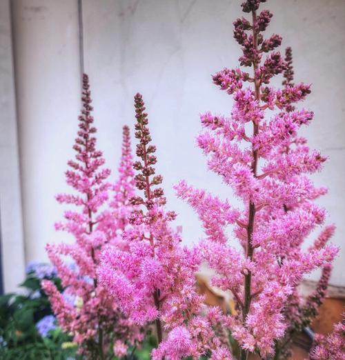 伴娘戴白色花为何寓意不佳？白色花的其他含义是什么？