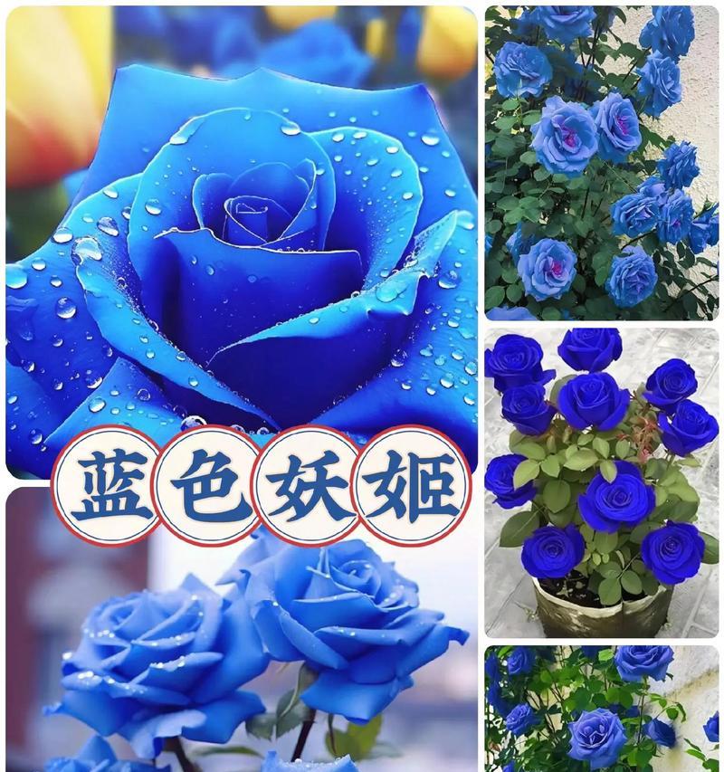 蓝色妖姬花代表什么？蓝色妖姬花语有哪些？