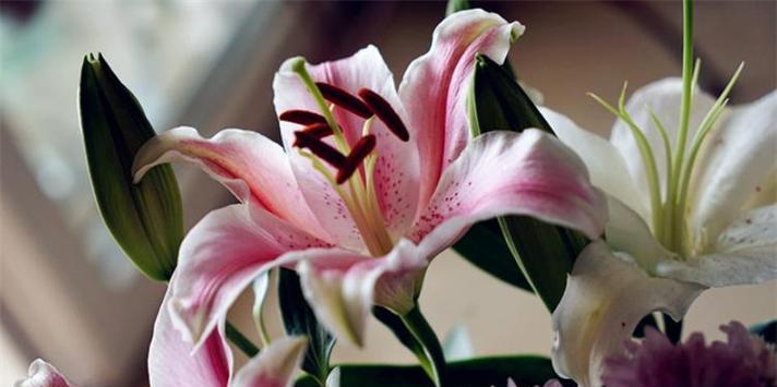哪种花寓意感情美满？