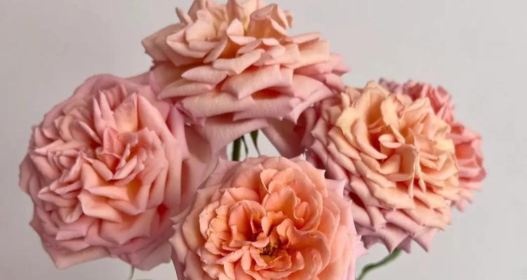 哪种花寓意感情美满？