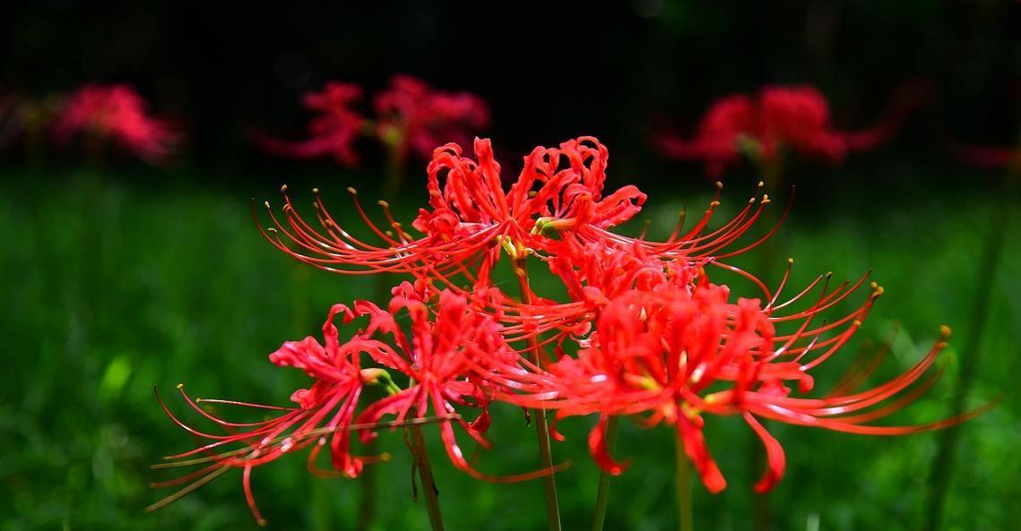 红色花有哪些？它们象征着什么？