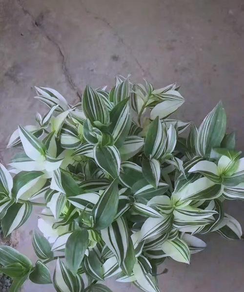 竹节梅的花语是什么？它象征着什么？