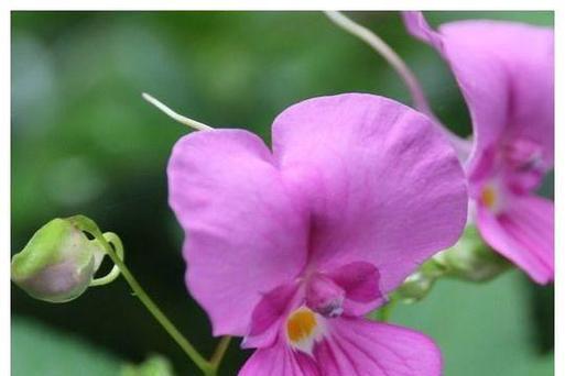 哪些花象征领导高升？它们在职场中代表什么？