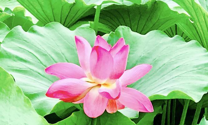 哪些花象征领导高升？它们在职场中代表什么？