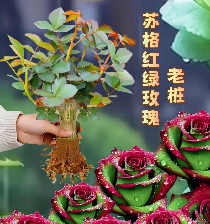 三色玫瑰花的寓意是什么？不同颜色玫瑰花代表什么？