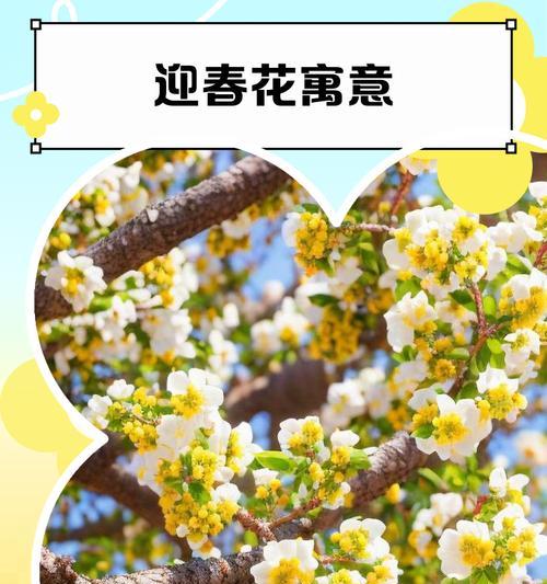 哪些花代表快乐的寓意？