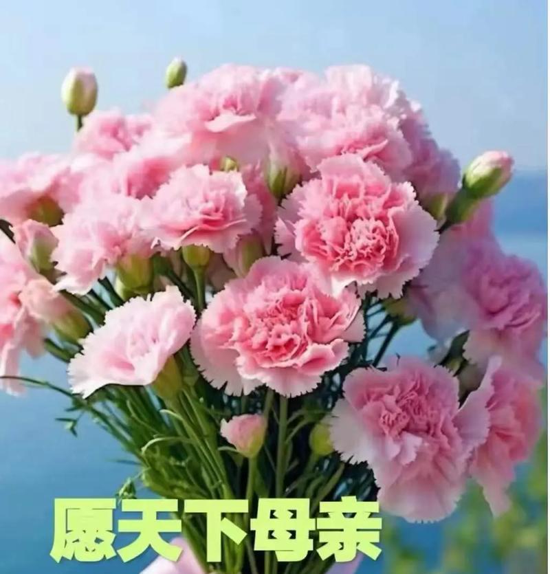 哪些花代表快乐的寓意？