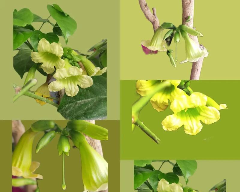 哪种花象征幸福和睦？幸福花的寓意是什么？