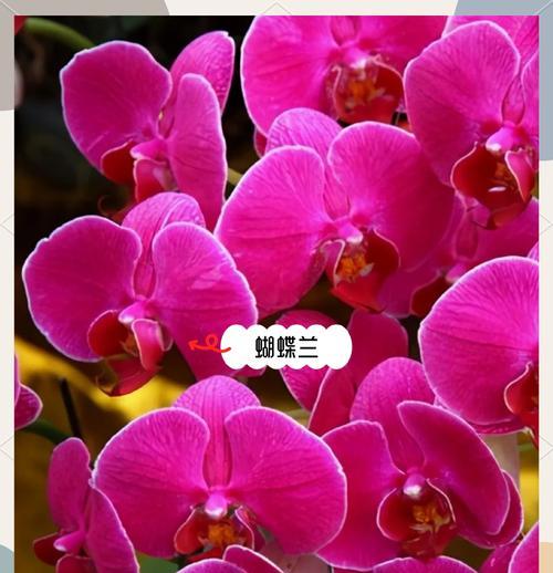 春节送什么花寓意喜庆？