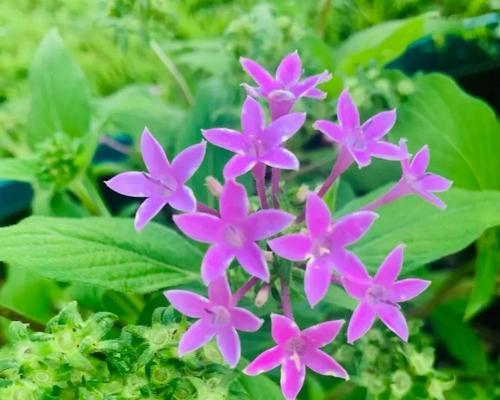 花境色系有哪些？花境色系表达的含义是什么？