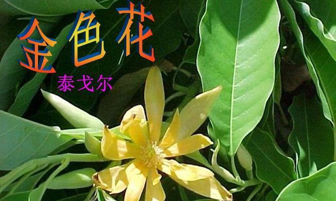 金色花的寓意是什么？金色花卉象征着什么？