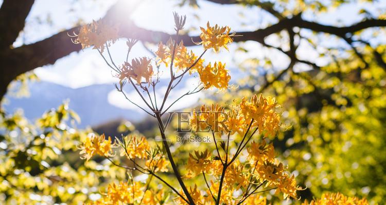 金色花的寓意是什么？金色花卉象征着什么？