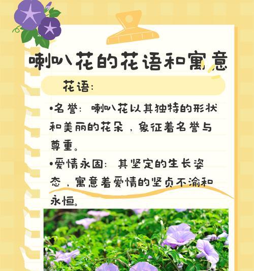 哪些盆栽花象征爱情？它们的花语是什么？